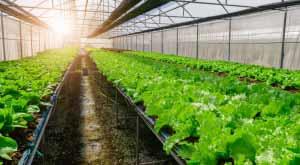 organic-farming-in-india